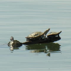 Malaclemys terrapin terrapin