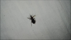 Triatoma