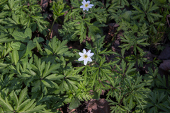 Anemonoides nemorosa
