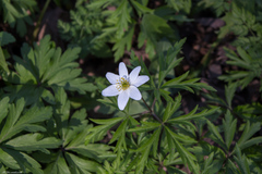 Anemonoides nemorosa