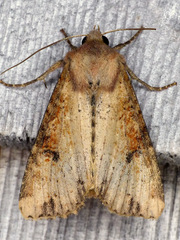 Apamea alia