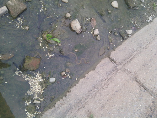 Thamnophis validus validus