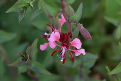 Clarkia unguiculata