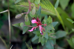 Clarkia unguiculata