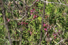 Clarkia unguiculata