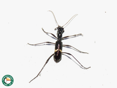 Ctenostoma