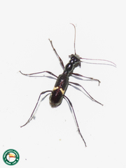 Ctenostoma