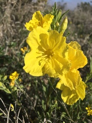 Oenothera tubicula