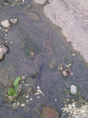 Thamnophis validus validus