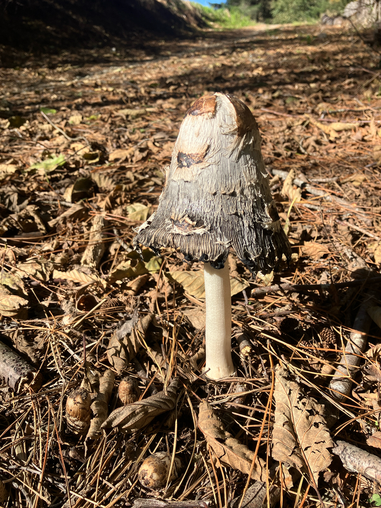 Coprinus comatus · May 2026 · photo: © cara-lisa (iNaturalist, cc-by)