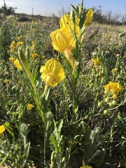 Oenothera tubicula