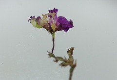 Polygala nematocaulis