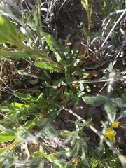 Oenothera tubicula