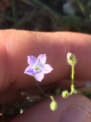 Gilia scopulorum
