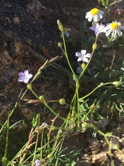 Gilia scopulorum