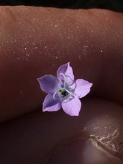 Gilia scopulorum