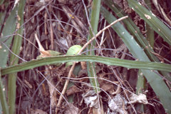 Selenicereus triangularis