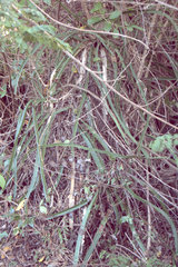 Selenicereus triangularis