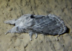 Apotolype brevicrista