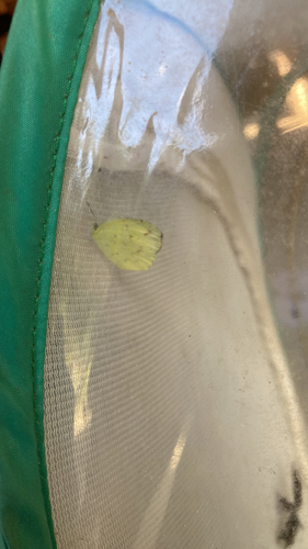 African Angled Grass Yellow