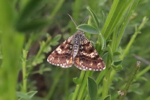 Isturgia famula