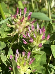 Trifolium spumosum