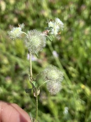 Trifolium pilulare