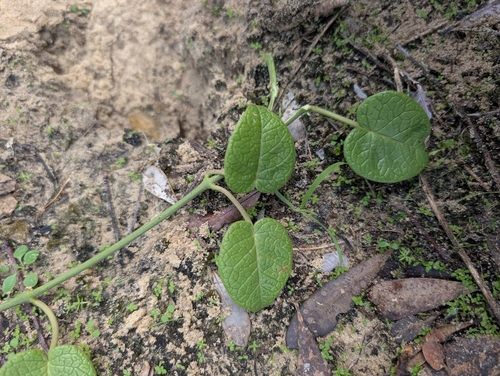 Tylophora floribunda iNat (3)