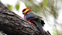 Platycercus icterotis