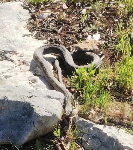 Eastern Montpellier Snake
