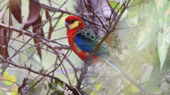 Platycercus icterotis