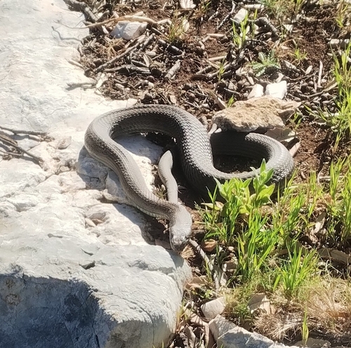 Eastern Montpellier Snake