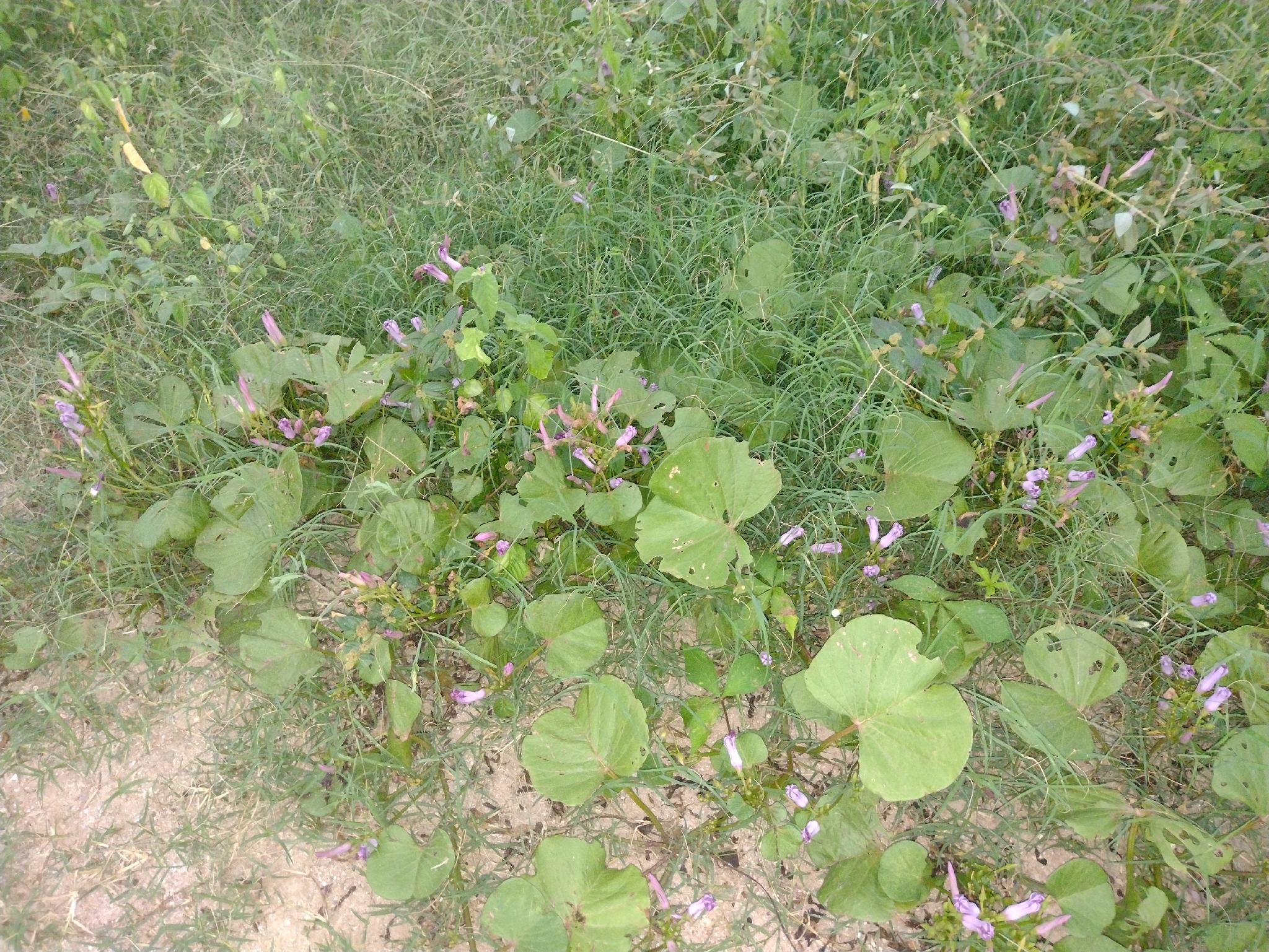 Ipomoea asarifolia