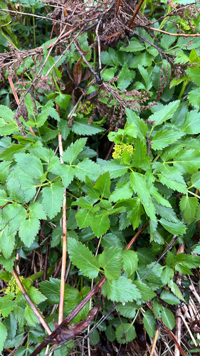 golden Alexanders