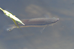 Snakeskin Gourami photo 4