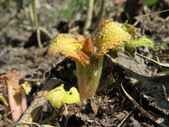Phlomoides tuberosa