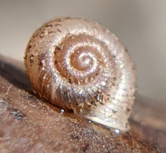 Vallonia costata