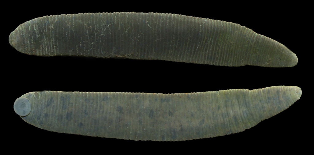 Haemopis marmorata
