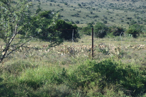 Aloe striata