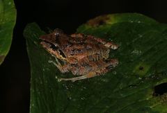 Pristimantis actites