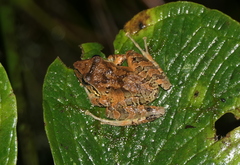 Pristimantis actites