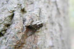 Protaetia marmorata