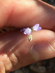 Gilia transmontana