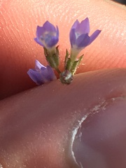Gilia transmontana