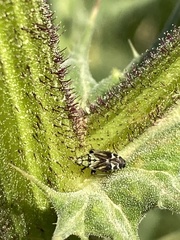 Macrotylus perdictus