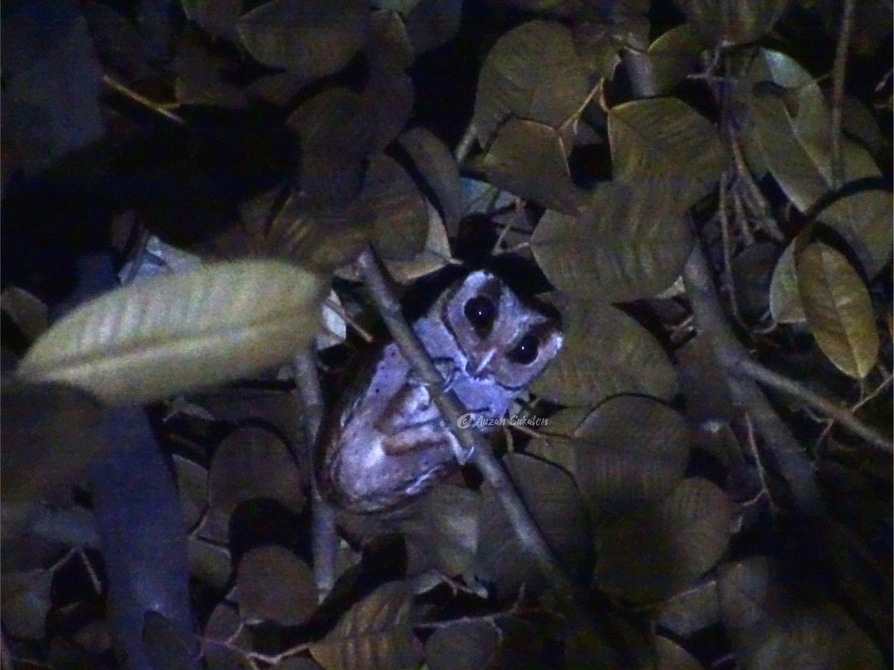 Oriental Bay Owl