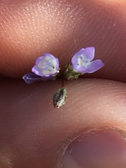 Gilia transmontana