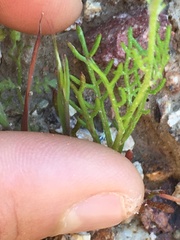Gilia transmontana