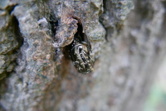 Protaetia marmorata