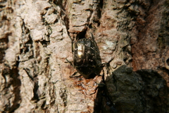 Protaetia marmorata